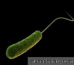 Practical non enteric G n rods