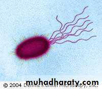 Practical non enteric G n rods