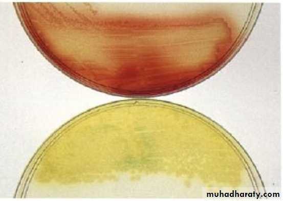Practical non enteric G n rods