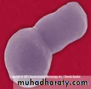 Practical non enteric G n rods