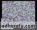 Practical non enteric G n rods
