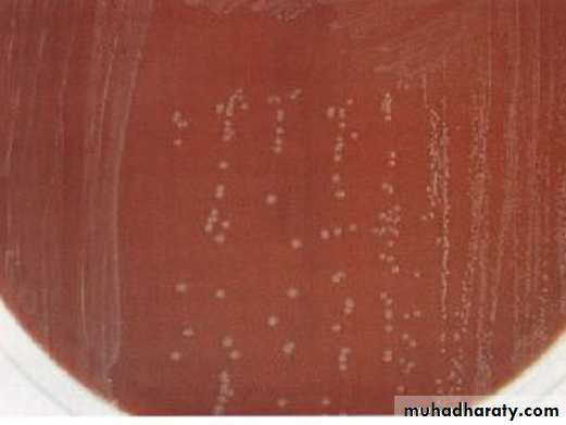 Practical non enteric G n rods