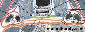 chronic pharyngitis