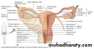 benign overian tumor
