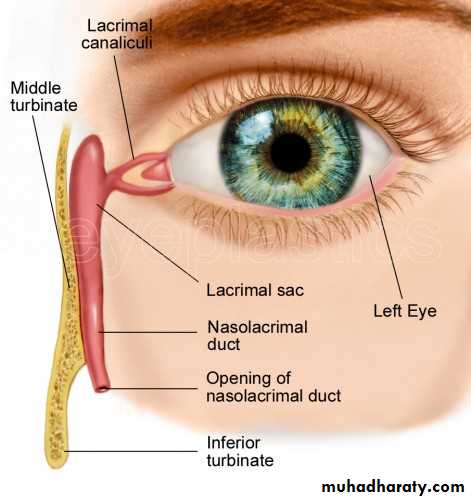 orbital and periorbital infectioun