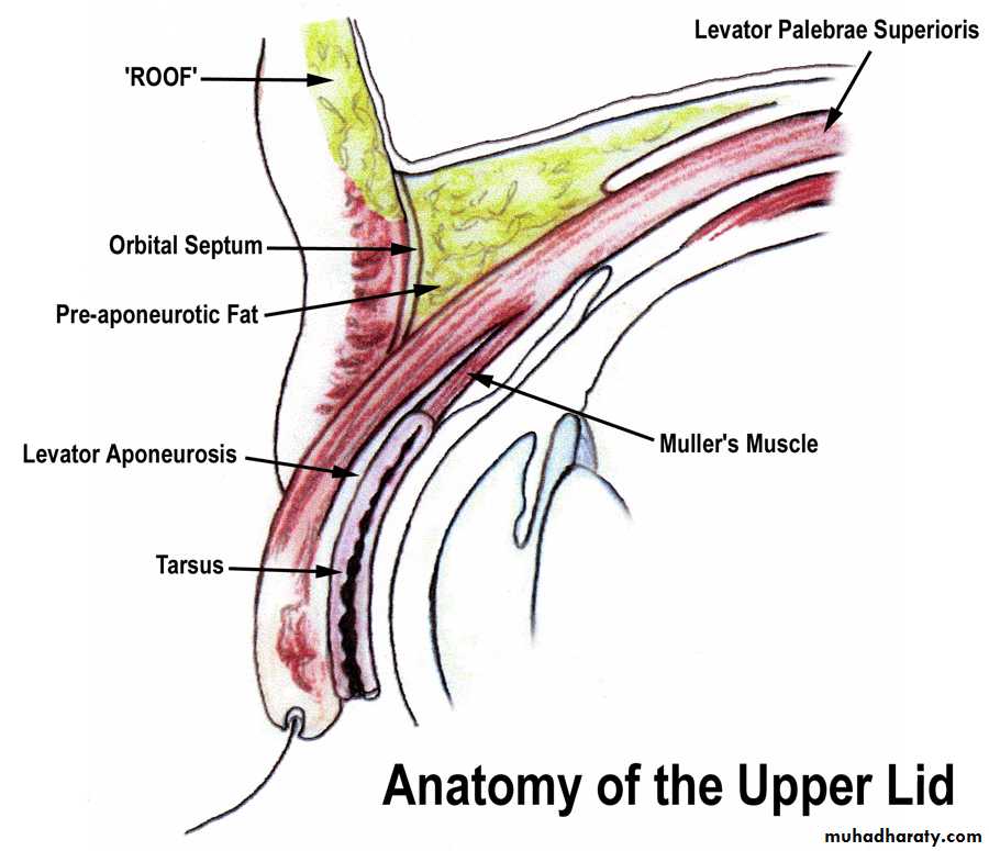 orbital and periorbital infectioun