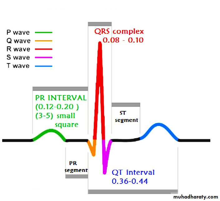 ECG Notes