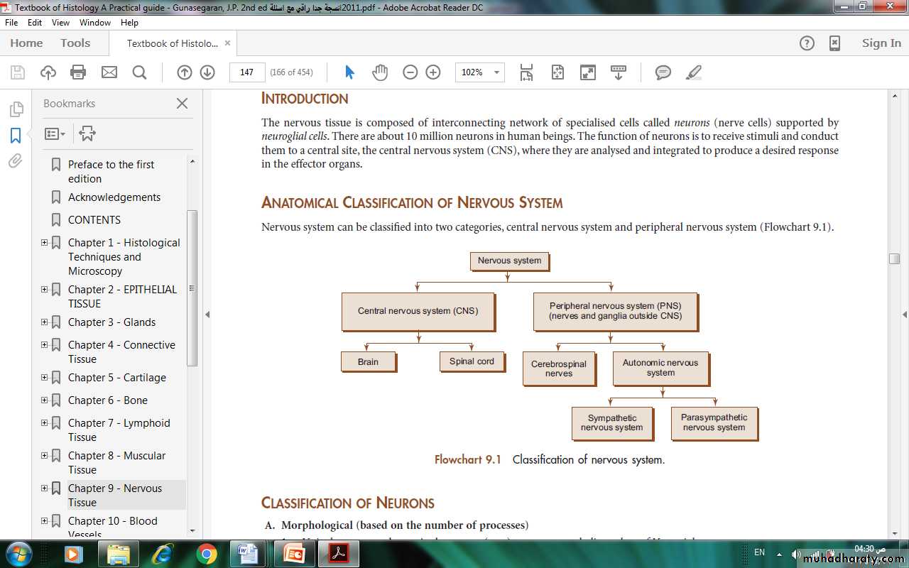 Nervous system