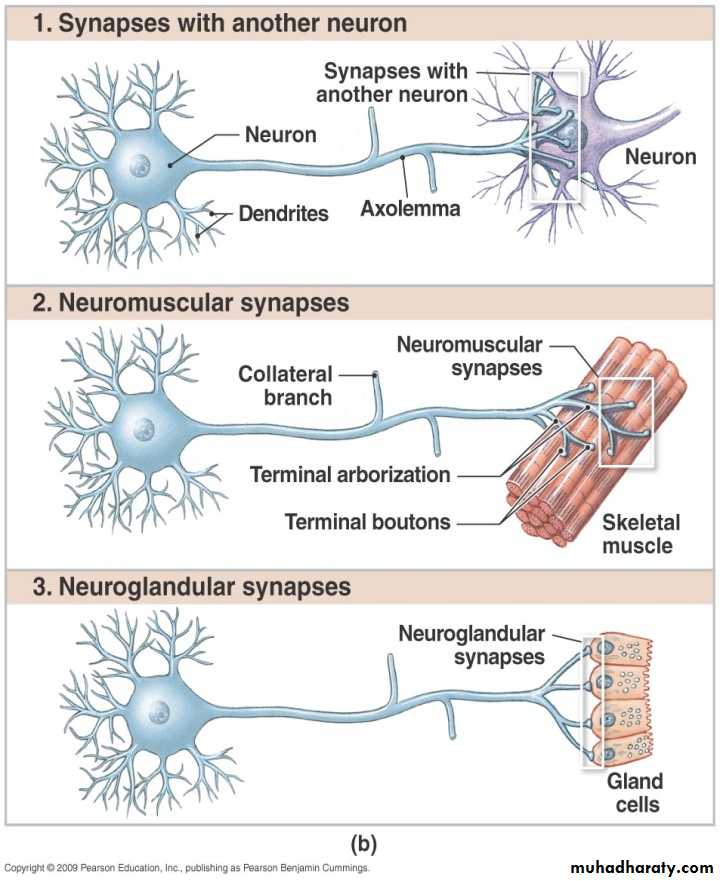 Nervous system