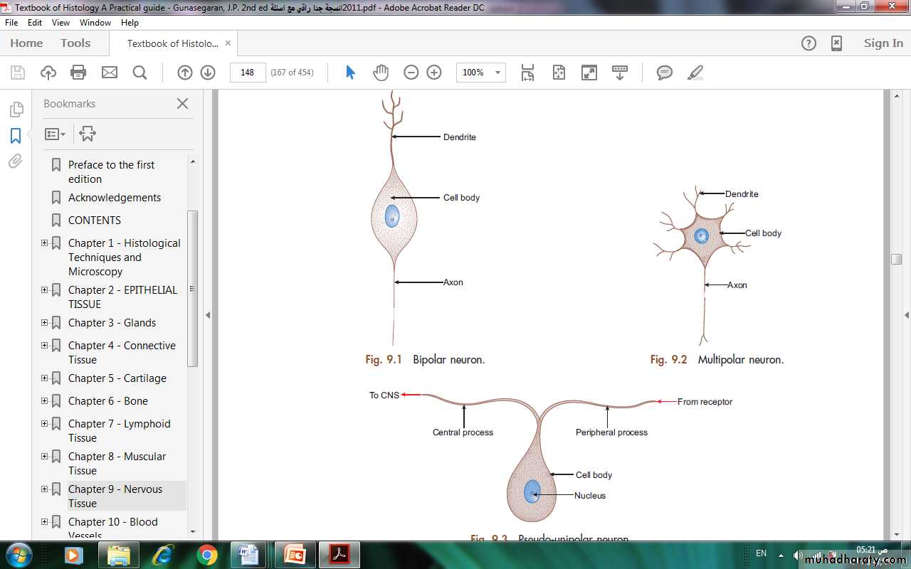 Nervous system