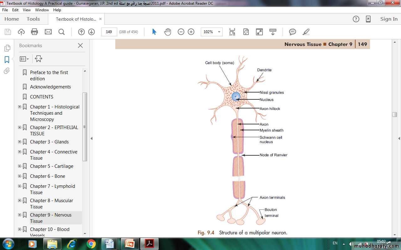 Nervous system