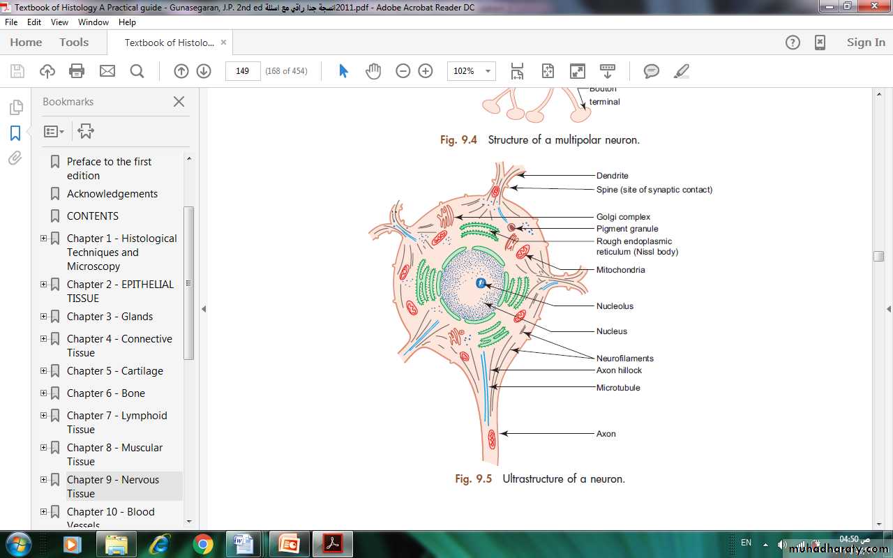 Nervous system
