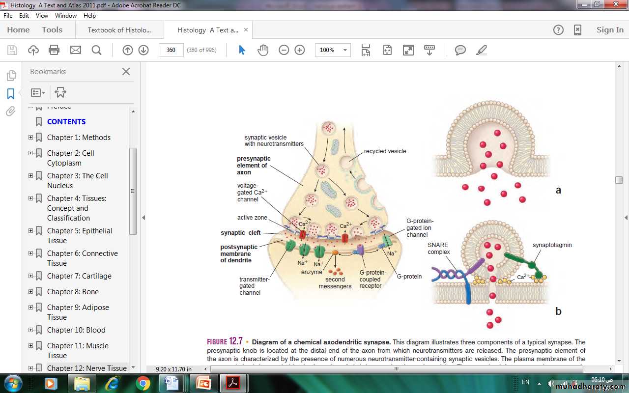 Nervous system
