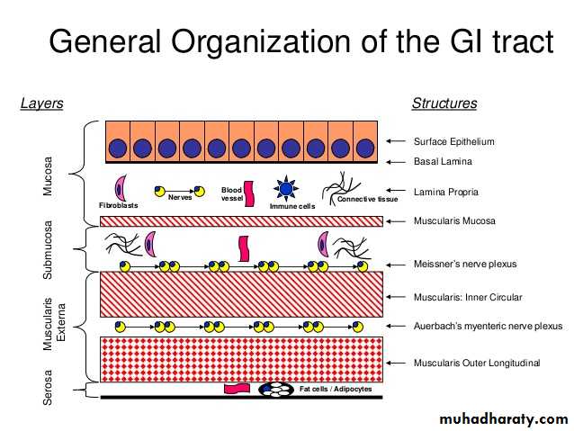 General histo theory