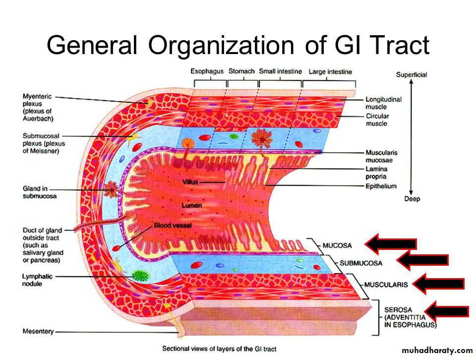 General histo theory