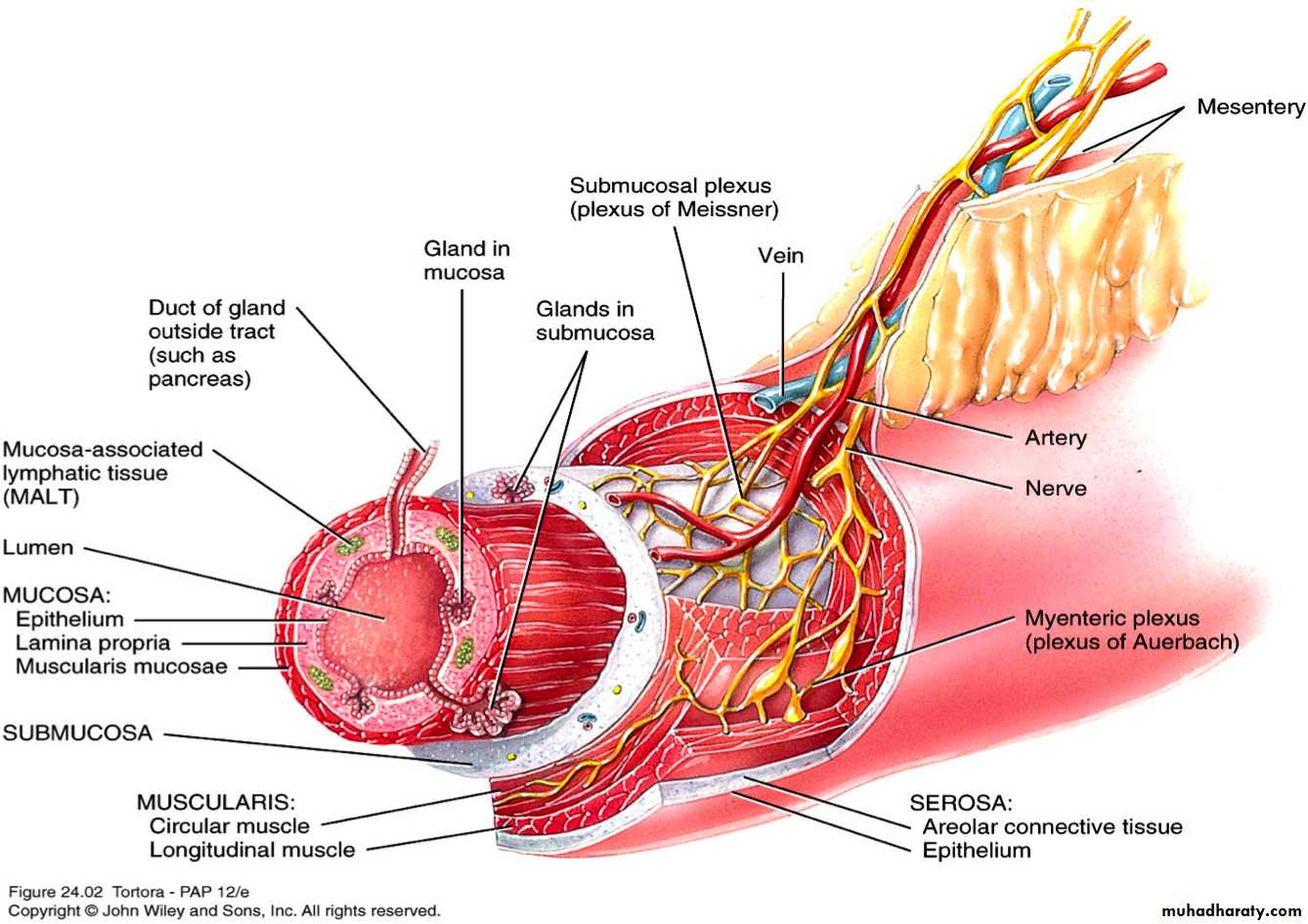 General histo theory