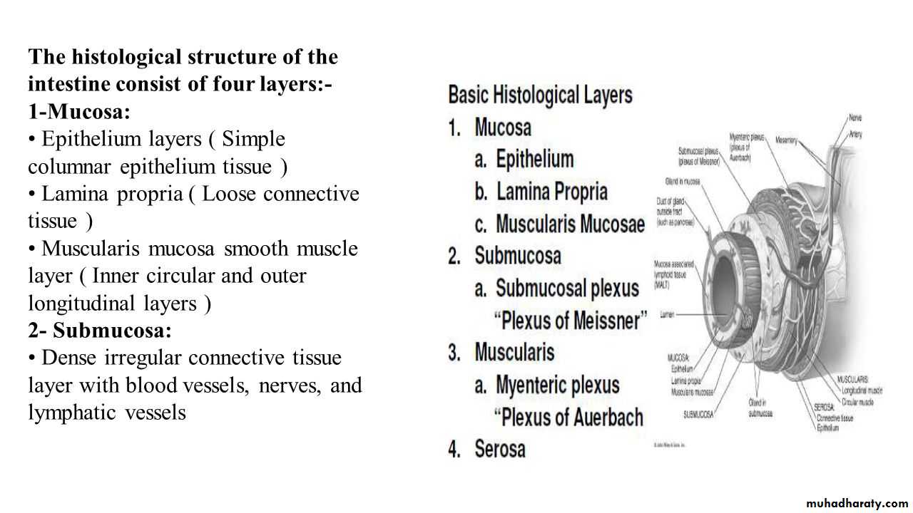 General histo theory