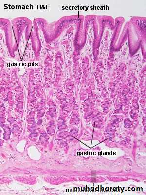 General histo theory