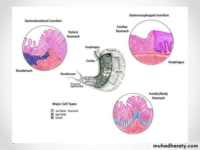 General histo theory