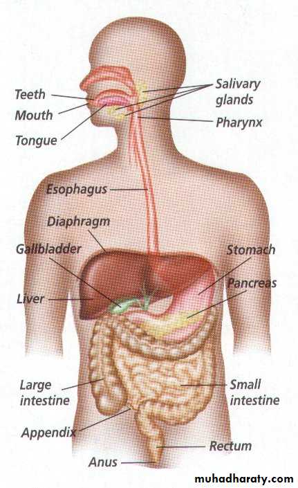 General histo theory