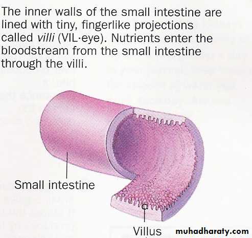 General histo theory