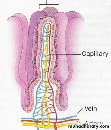 General histo theory