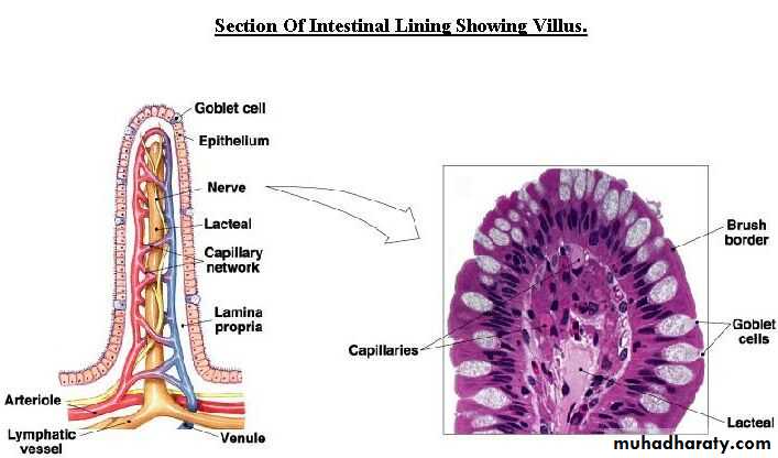 General histo theory