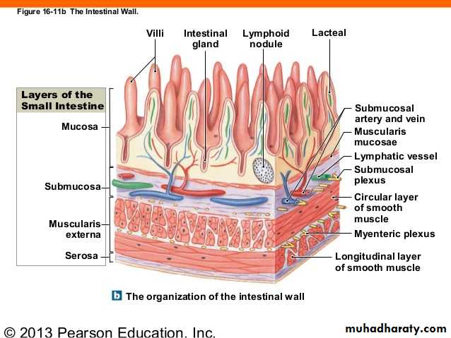General histo theory