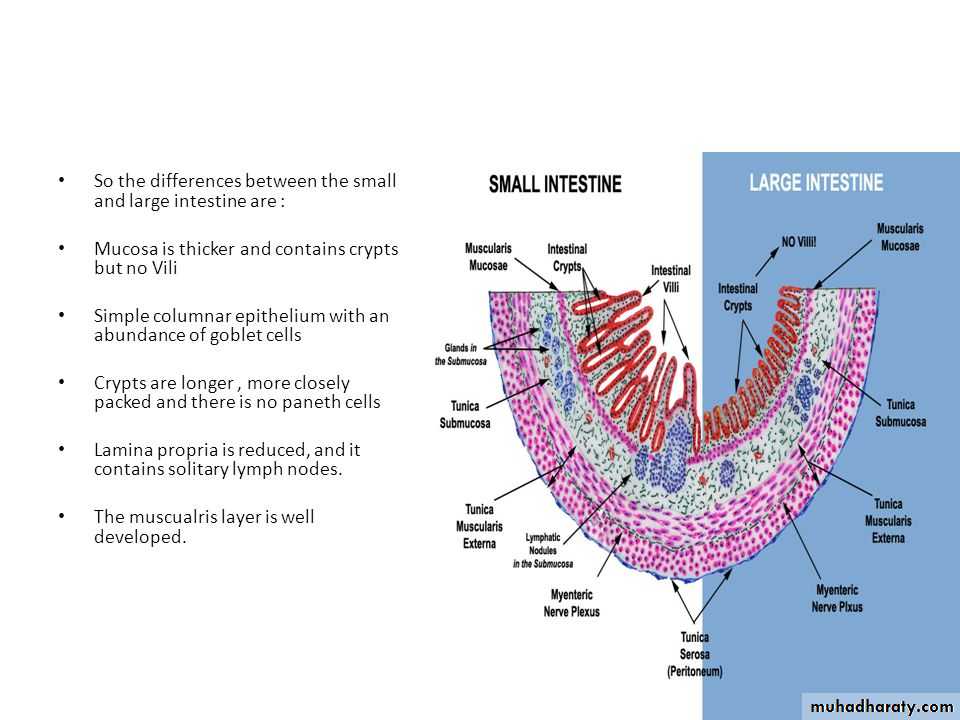 General histo theory