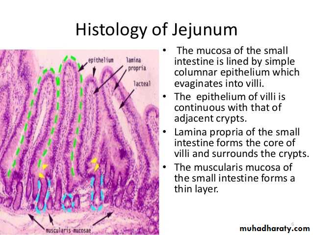 General histo theory