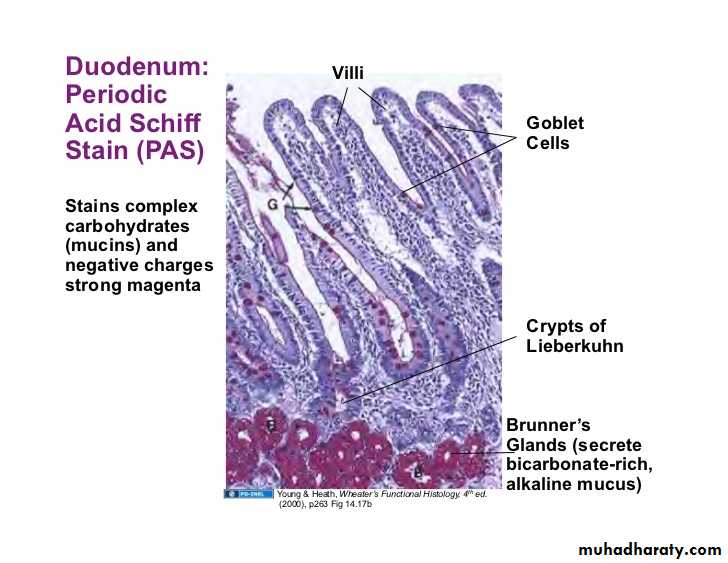 General histo theory