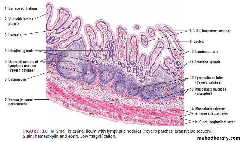 General histo theory
