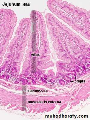 General histo theory