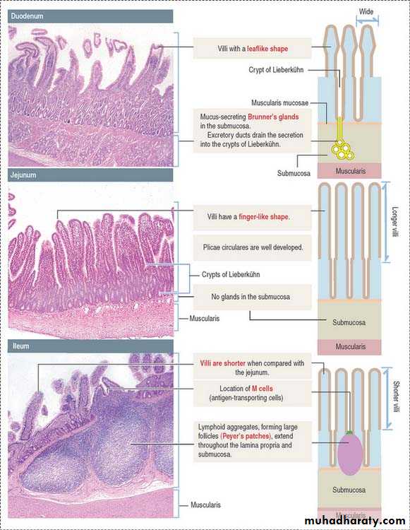 General histo theory