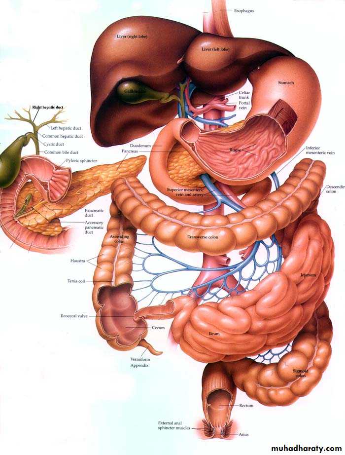 General histo theory