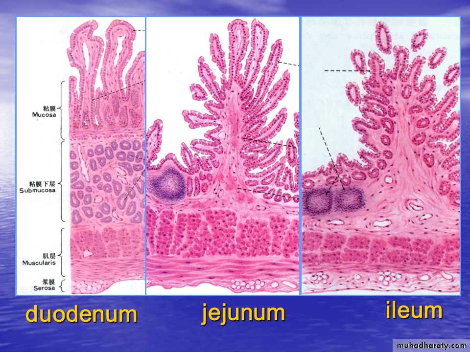 General histo theory