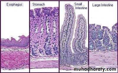 General histo theory