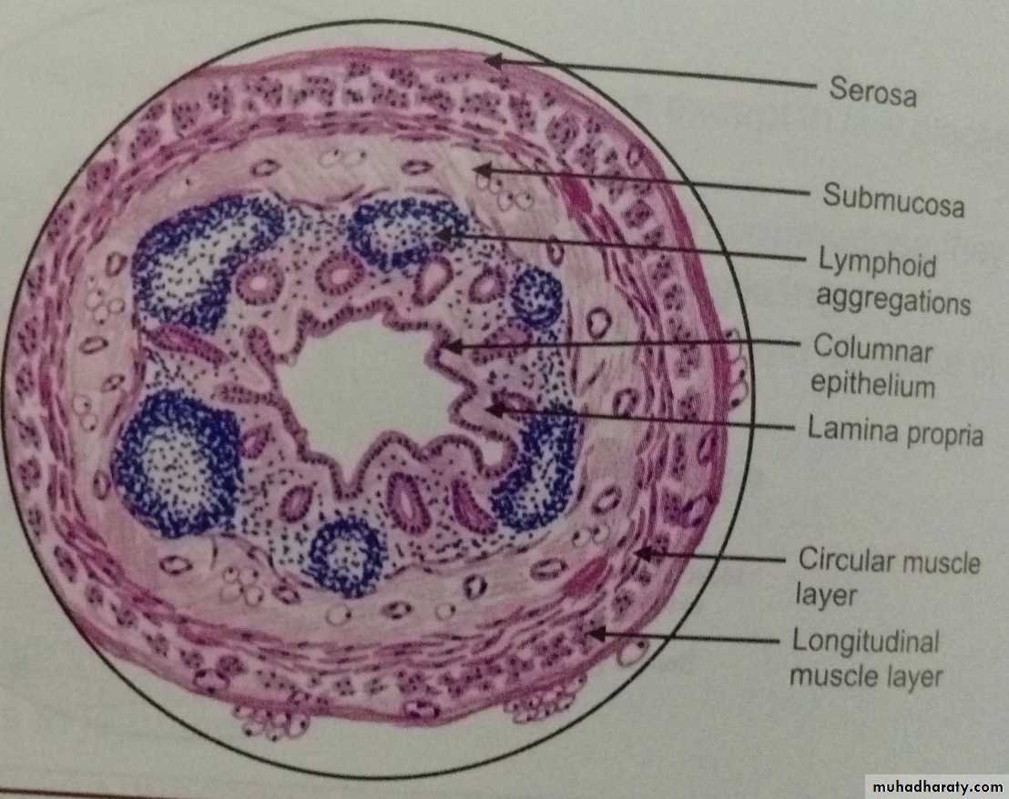 General histo theory