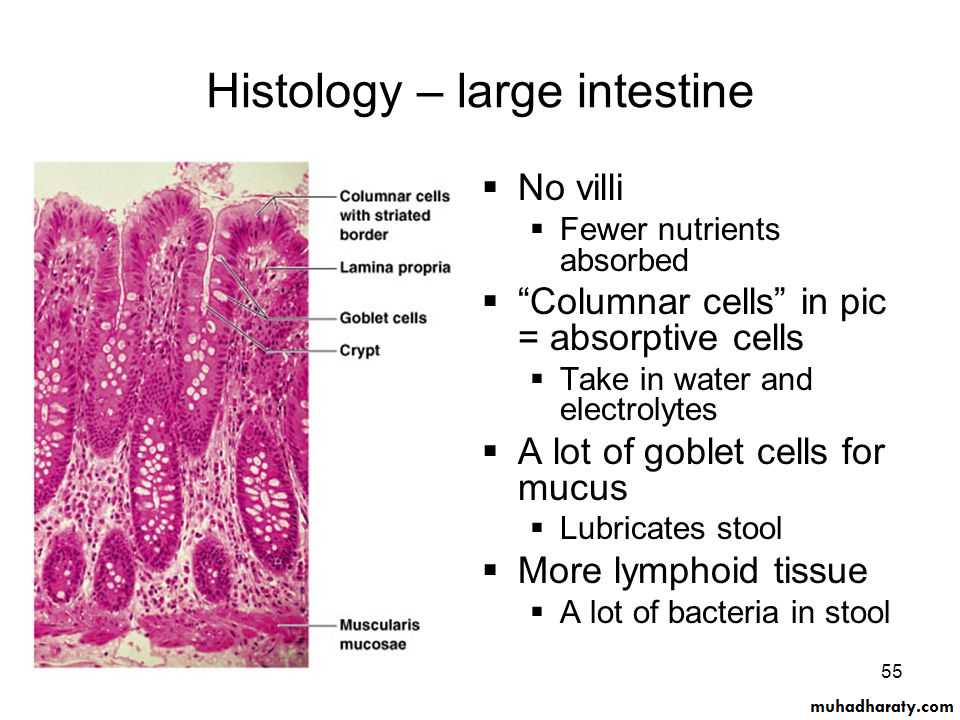 General histo theory