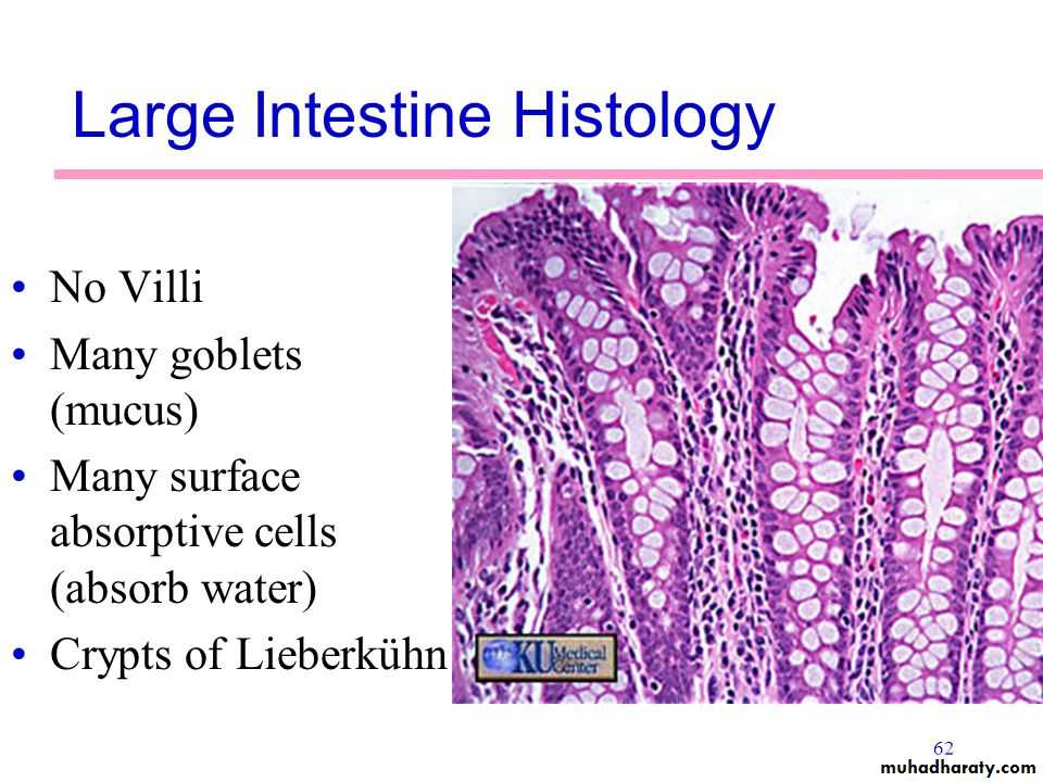 General histo theory