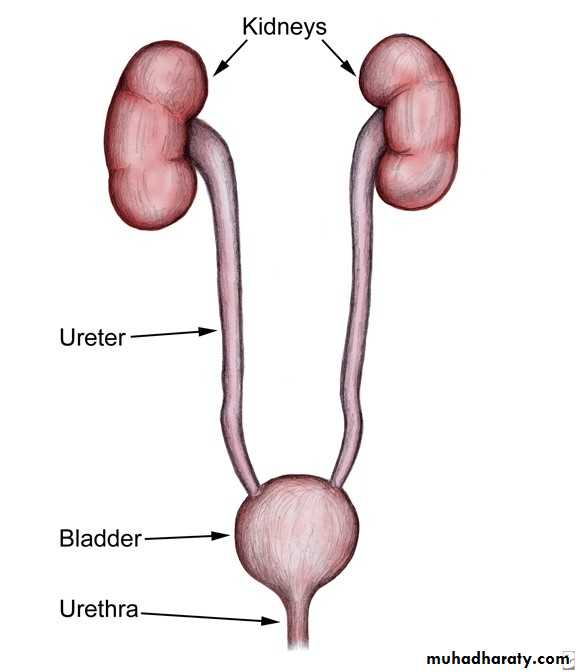 General histo theory