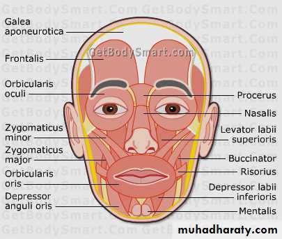 the head