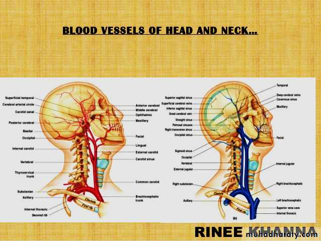 the head