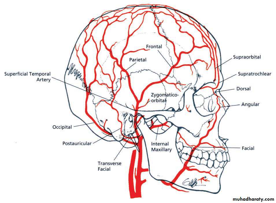 the head
