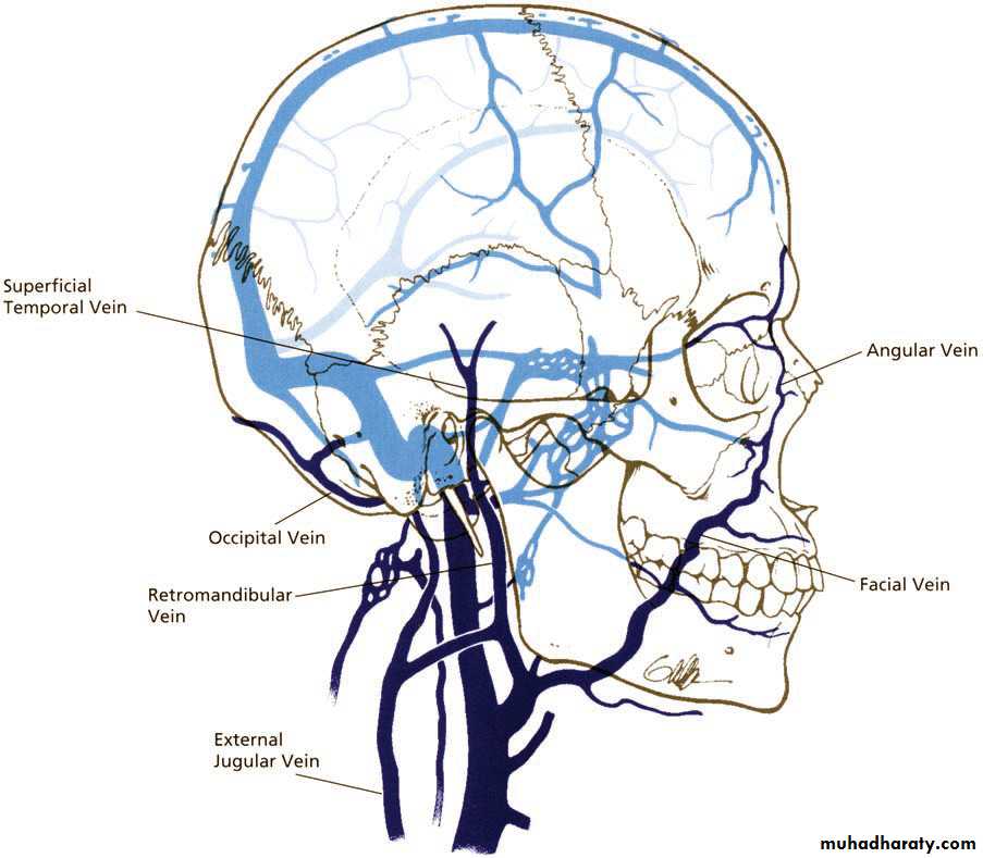 the head