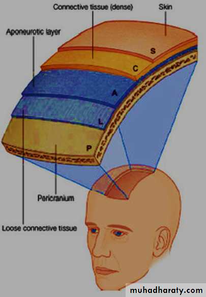the head