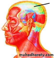 the head