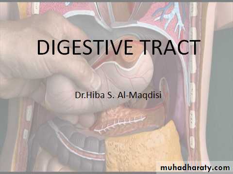 digestive system