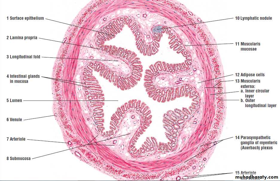 digestive system