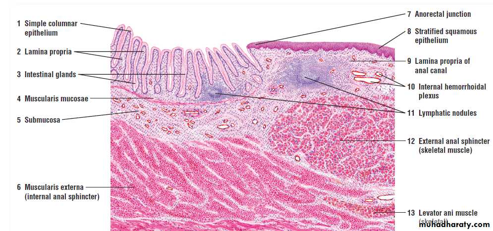 digestive system